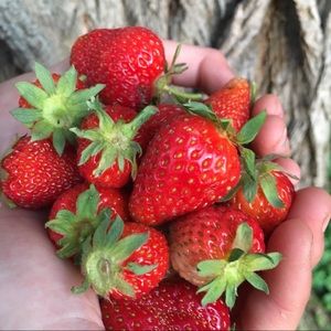 Meet your Posher, Heidi